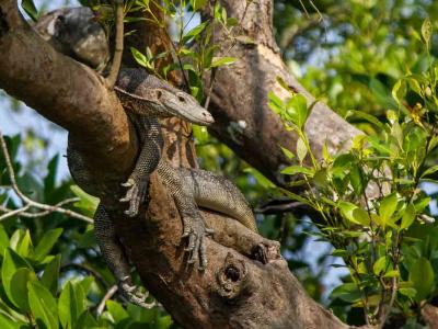 Sundarban Luxury Tour