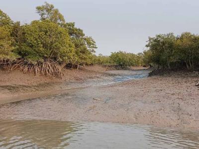 Sundarban Luxury Tour