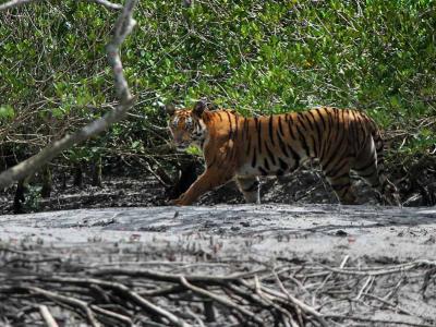 Sundarban Luxury Tour
