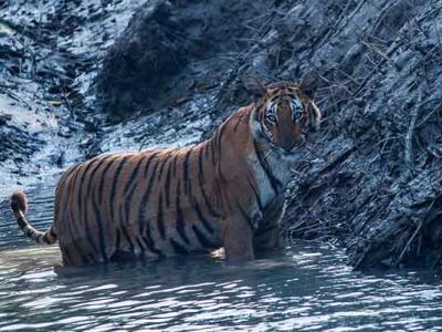 Sundarban Luxury Tour