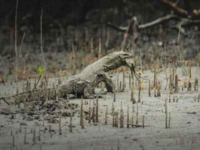 Sundarban Luxury Tour